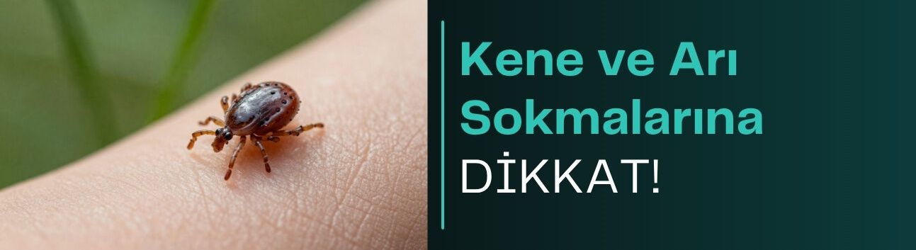 Kene ve arı sokmalarına dikkat!